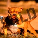 chocaholic adult sold